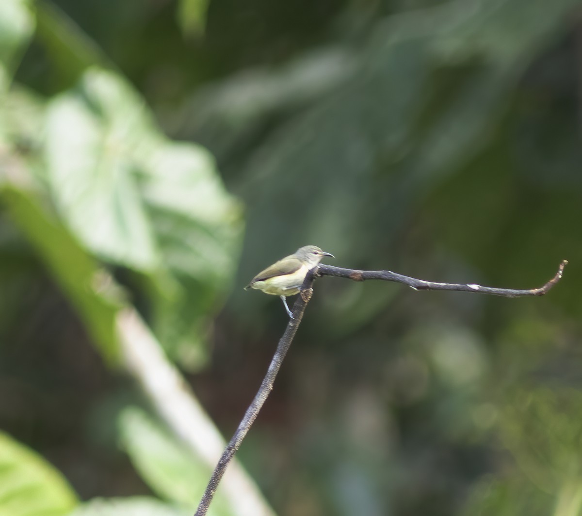 Pygmy Longbill - ML617182528