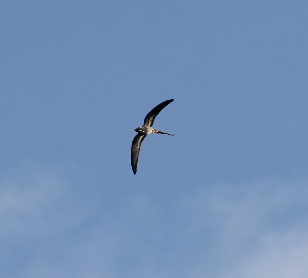 Moustached Treeswift - Gary Rosenberg