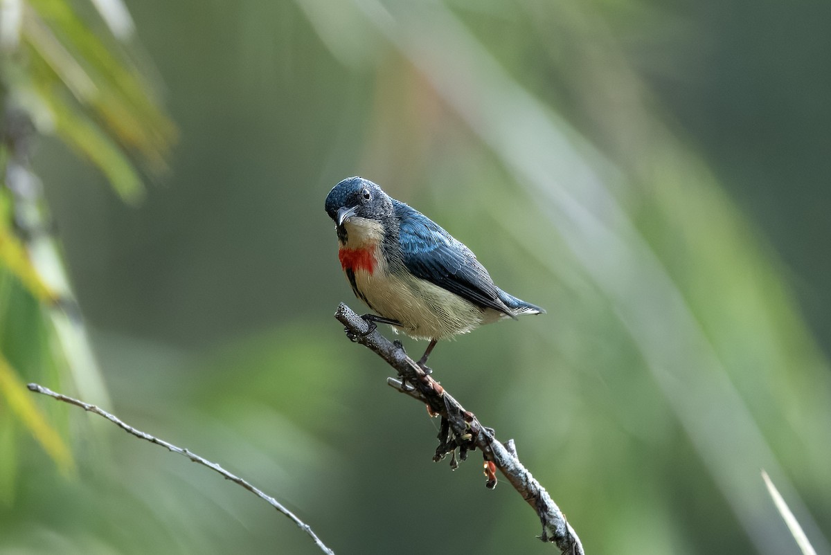 Fire-breasted Flowerpecker - ML617182560