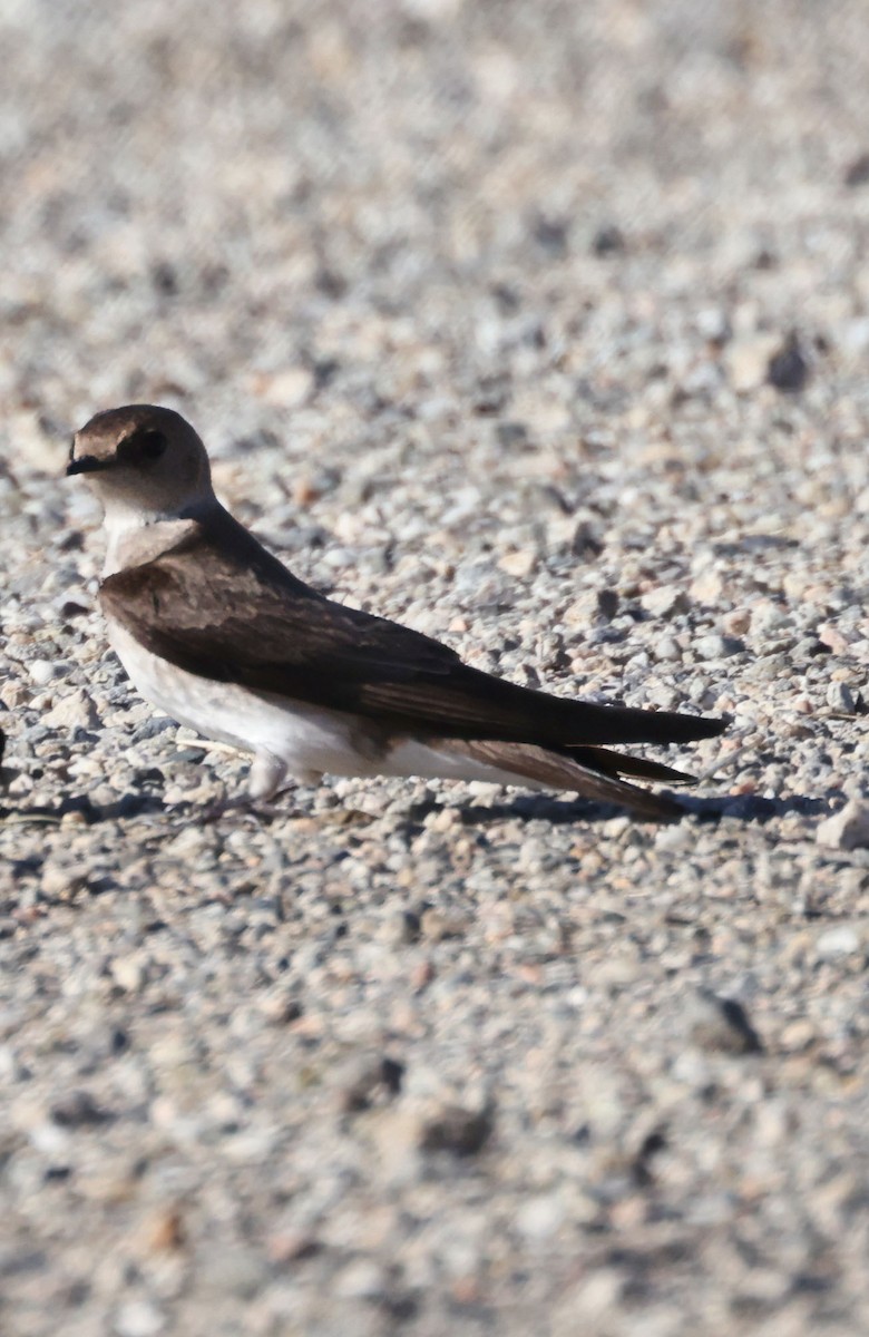 Northern Rough-winged Swallow - George Nothhelfer