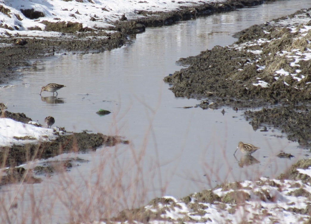 Wilson's Snipe - ML617182604