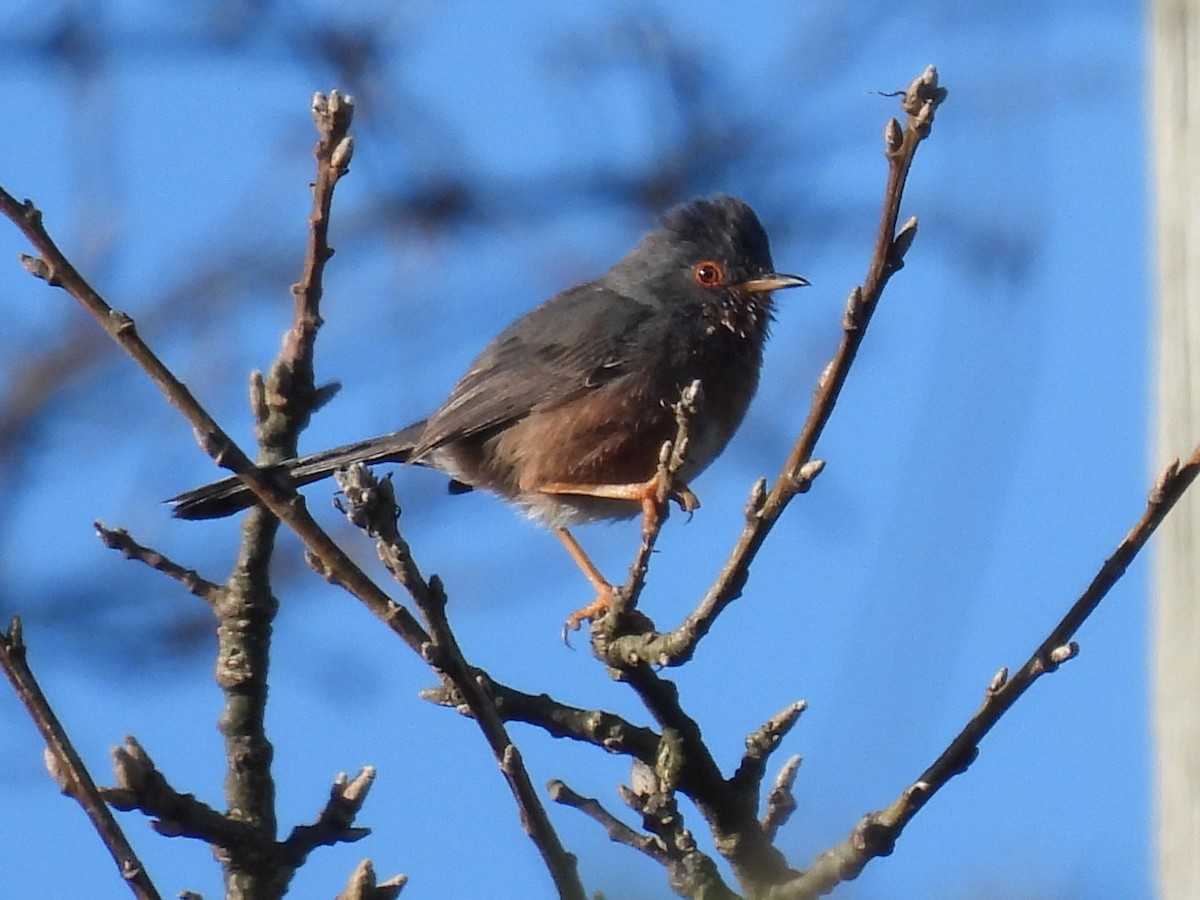 Dartford Warbler - ML617182698