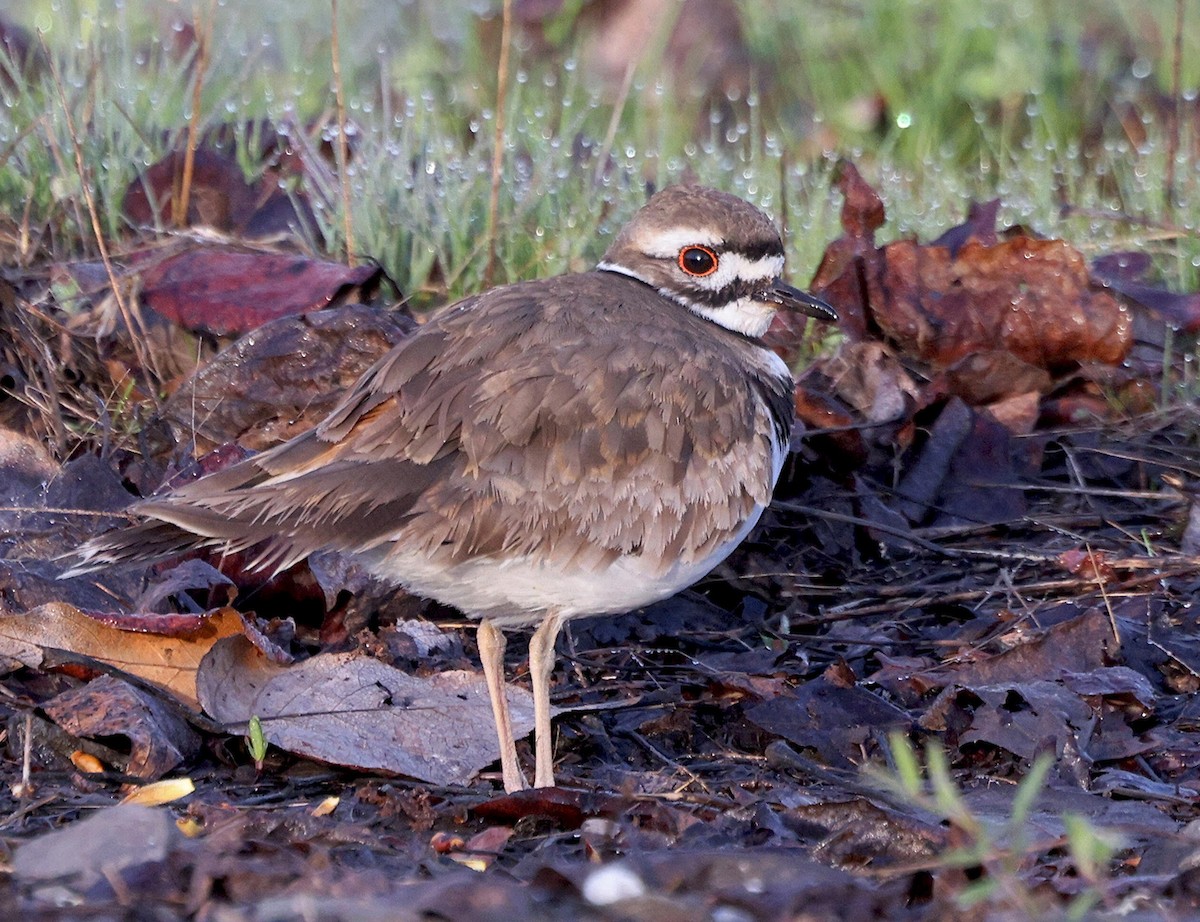 Killdeer - ML617182747