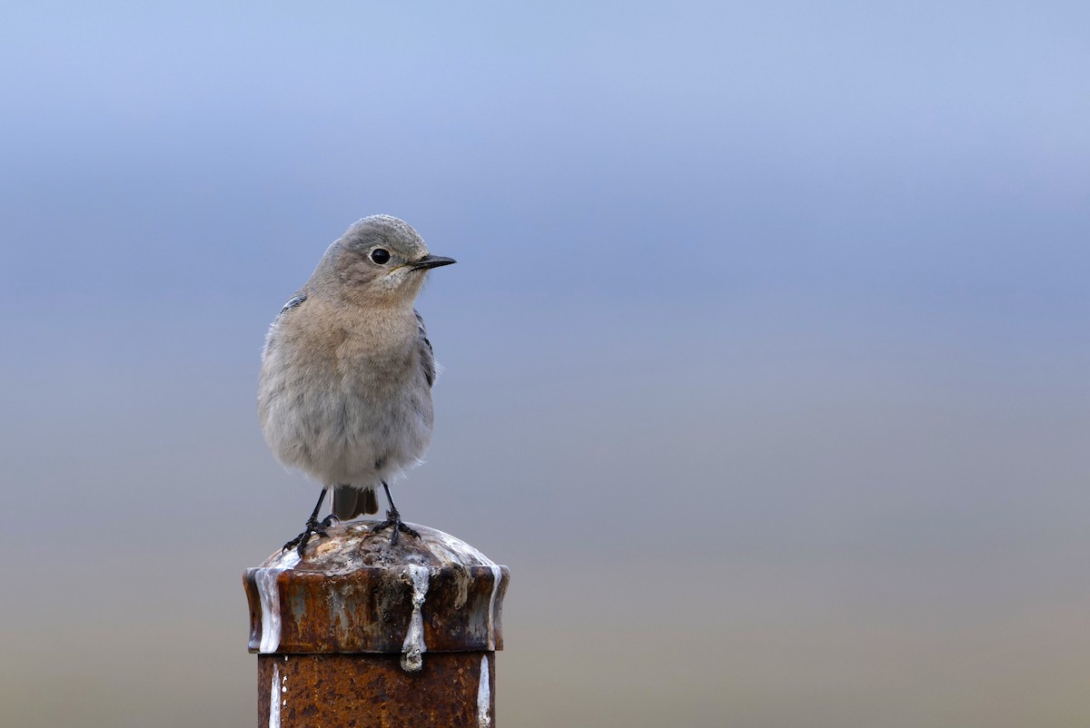 Mountain Bluebird - ML617182777