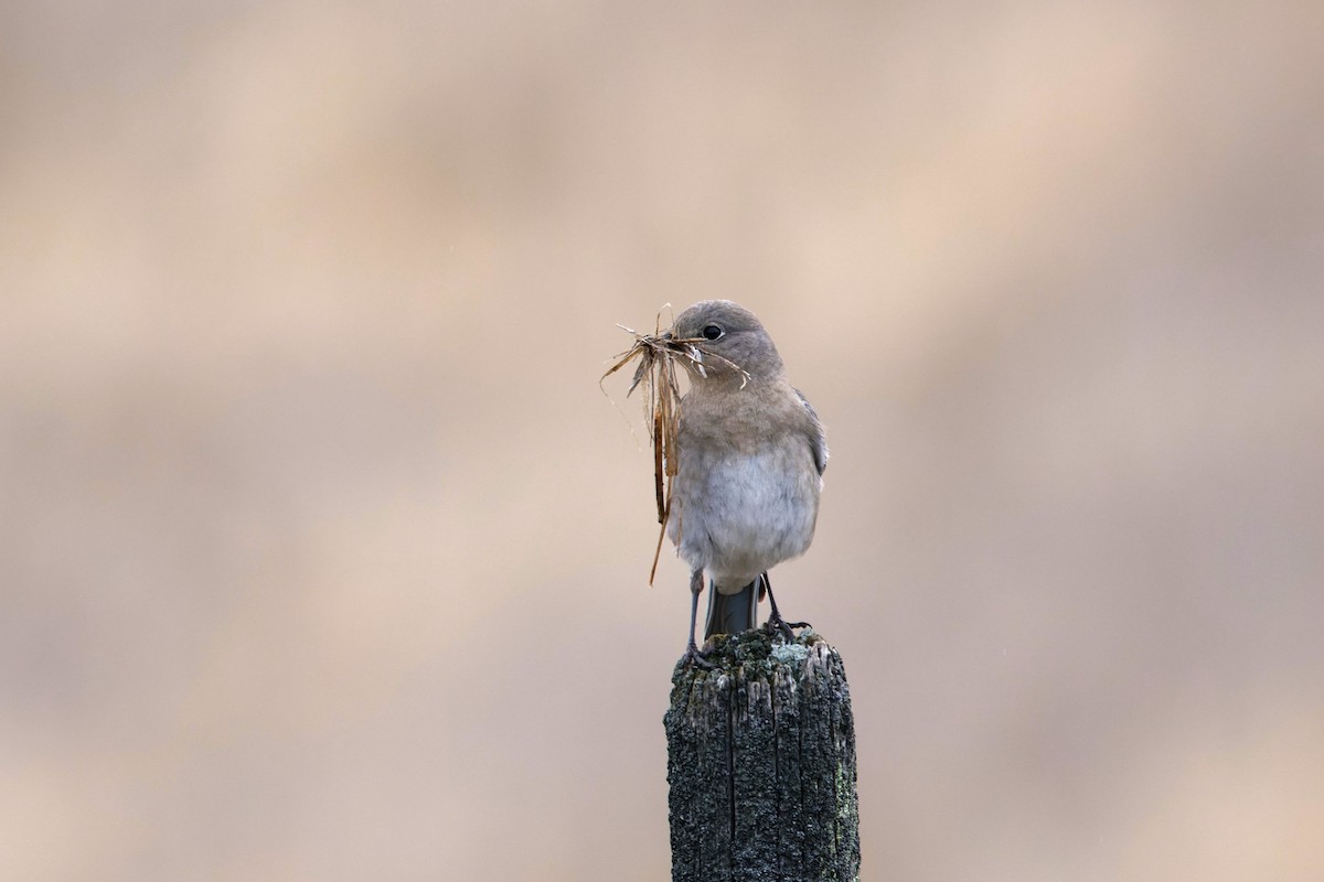 Mountain Bluebird - ML617182778