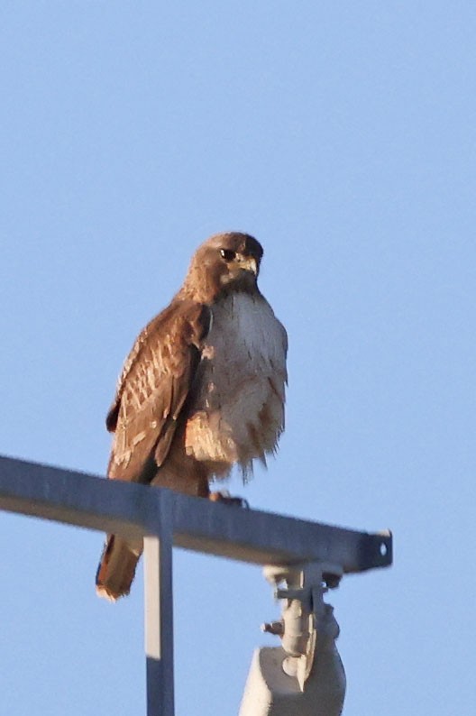Red-tailed Hawk - ML617182781