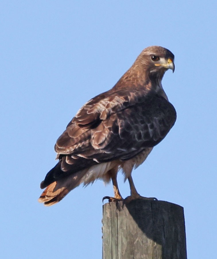 Red-tailed Hawk - ML617182782