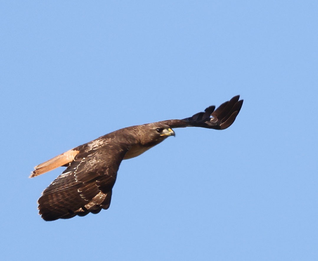 Red-tailed Hawk - ML617182783