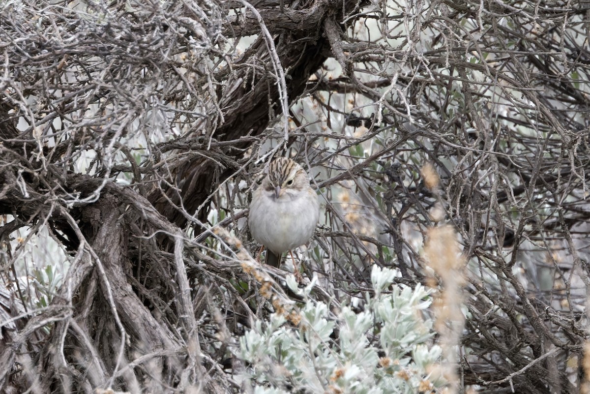 Brewer's Sparrow - ML617182816