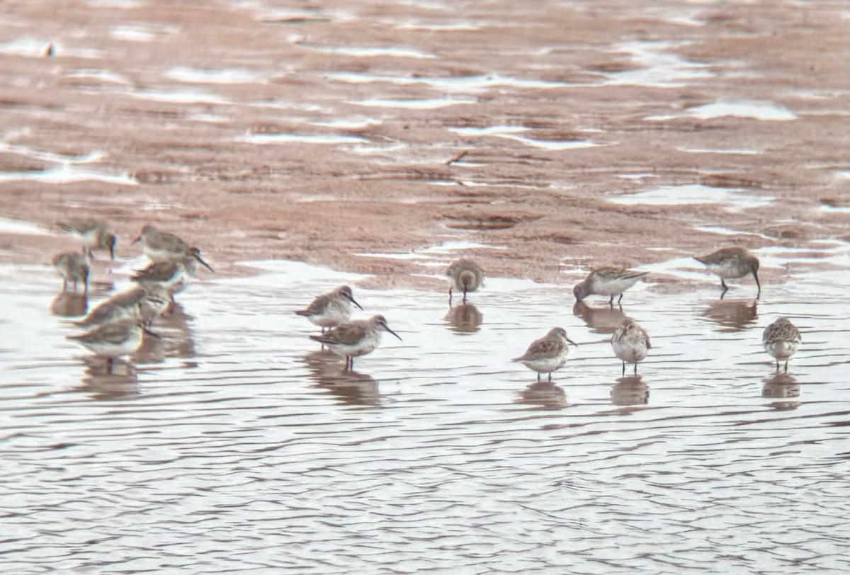 Dunlin - ML617182821