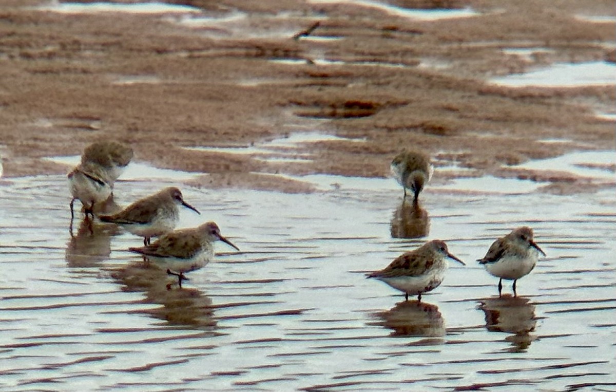 Dunlin - ML617182822