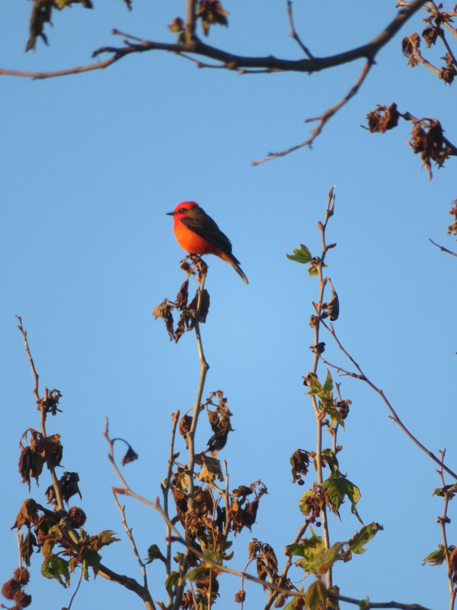 Vermilion Flycatcher - Aaron Jones