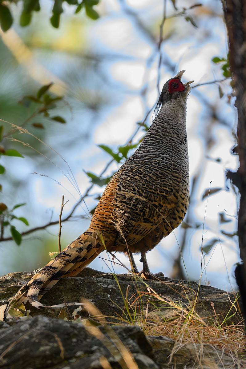 Cheer Pheasant - ML617182862