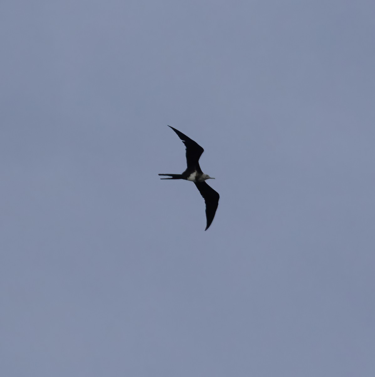 Lesser Frigatebird - ML617182865