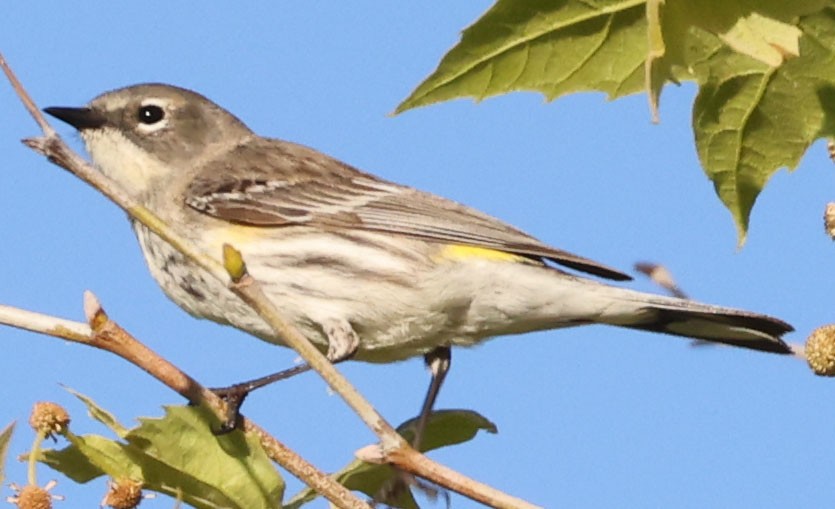Yellow-rumped Warbler (Myrtle) - George Nothhelfer