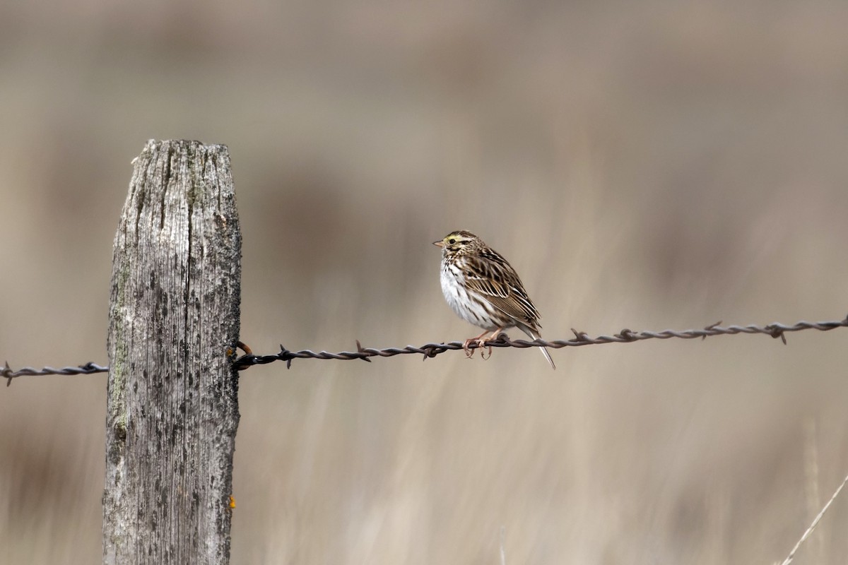 Savannah Sparrow (Savannah) - ML617182888