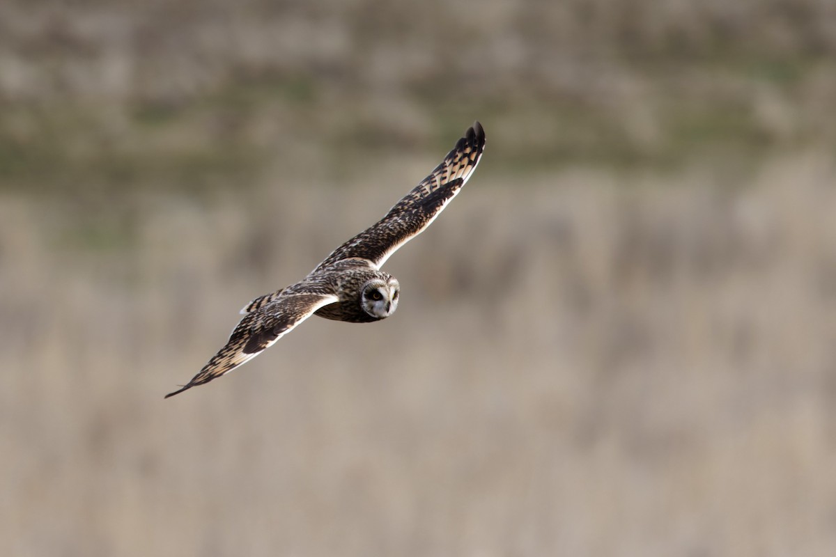 Short-eared Owl (Northern) - ML617182892