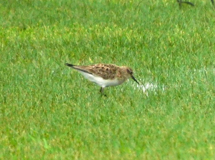 Baird's Sandpiper - Kathy Rhodes