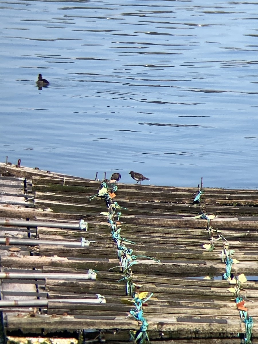 Black Turnstone - ML617182920