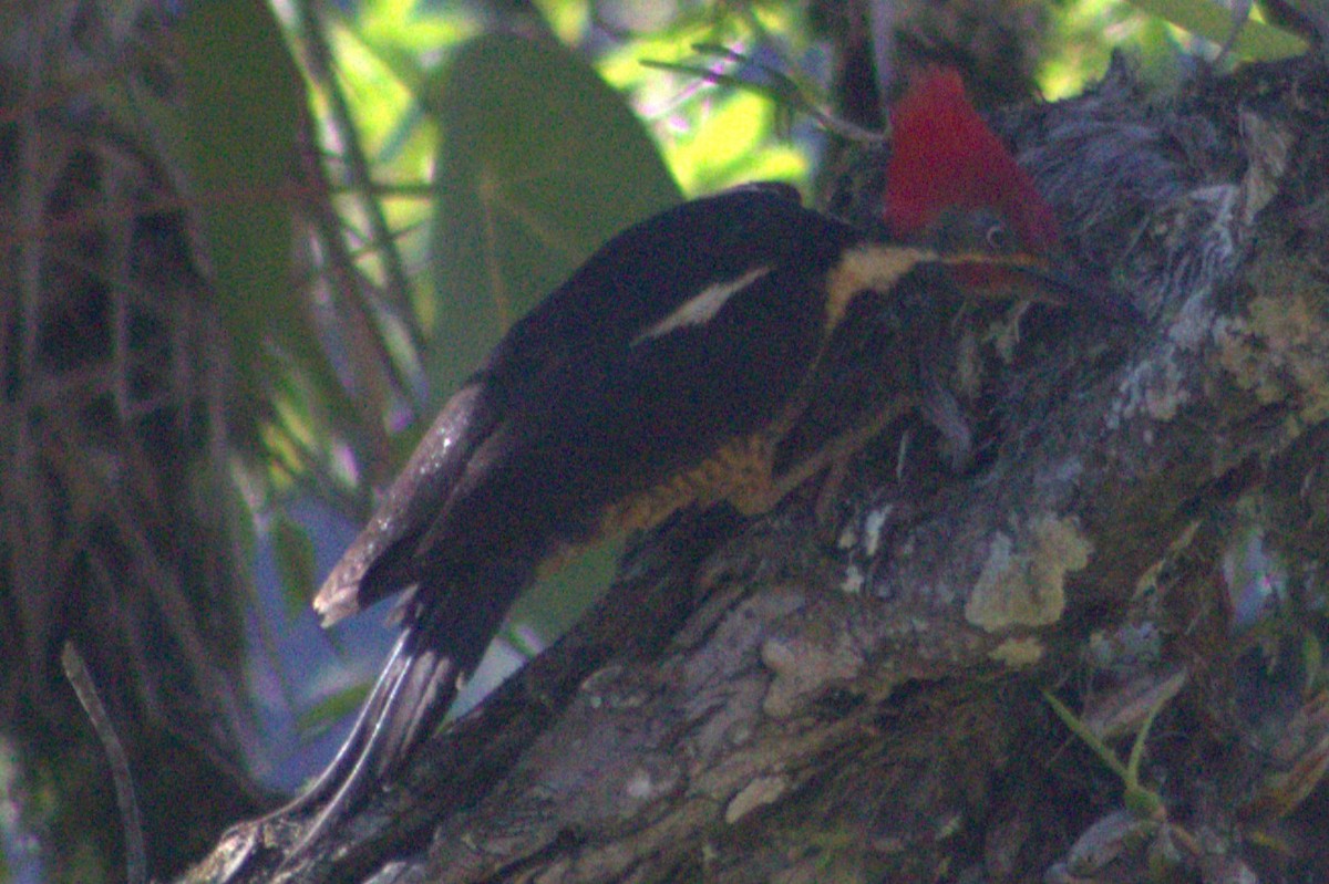 Lineated Woodpecker - ML617182956