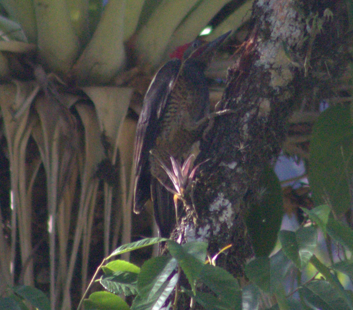 Lineated Woodpecker - ML617182957