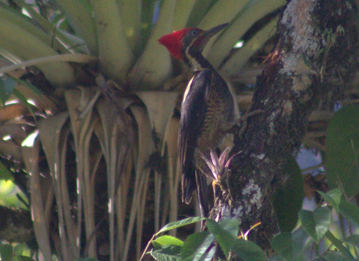 Lineated Woodpecker - ML617182958