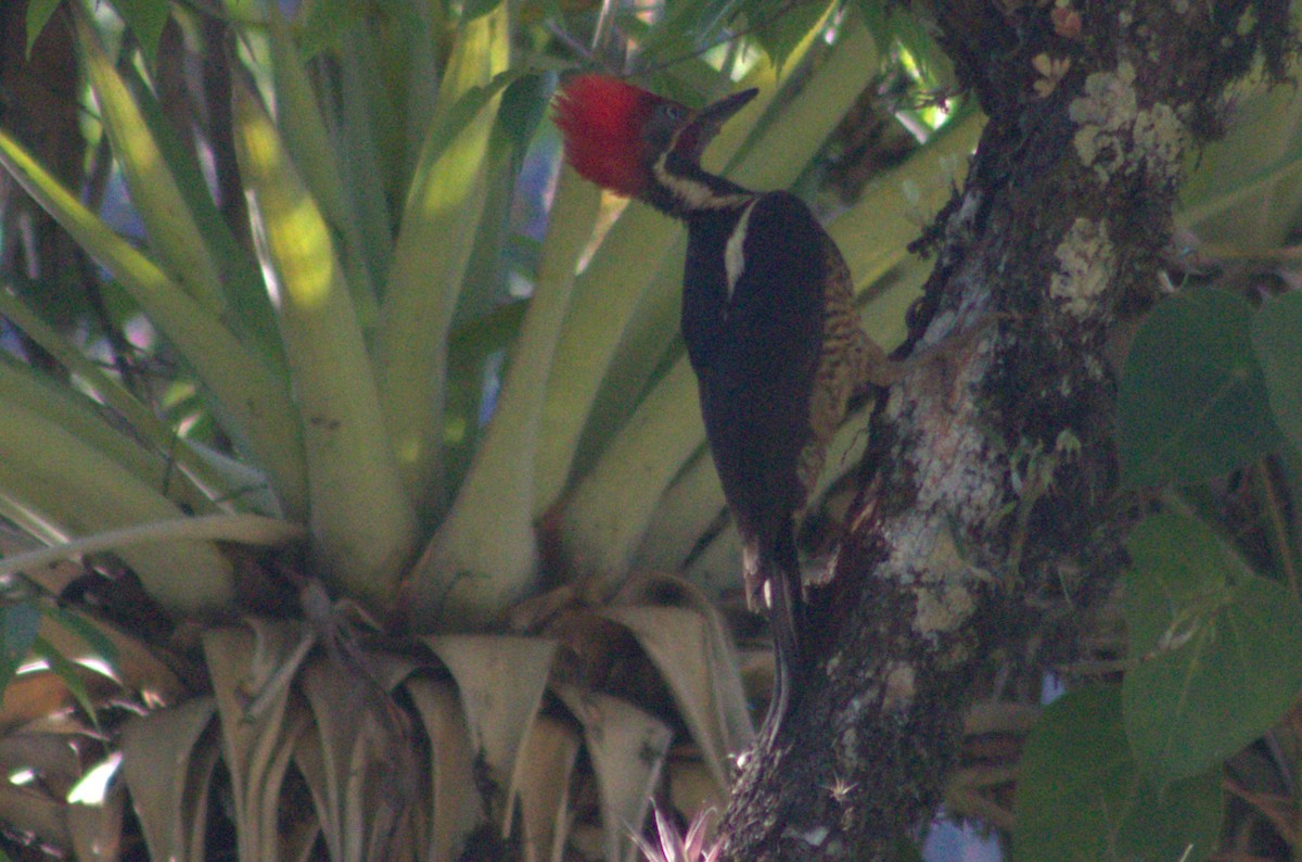 Lineated Woodpecker - ML617182959