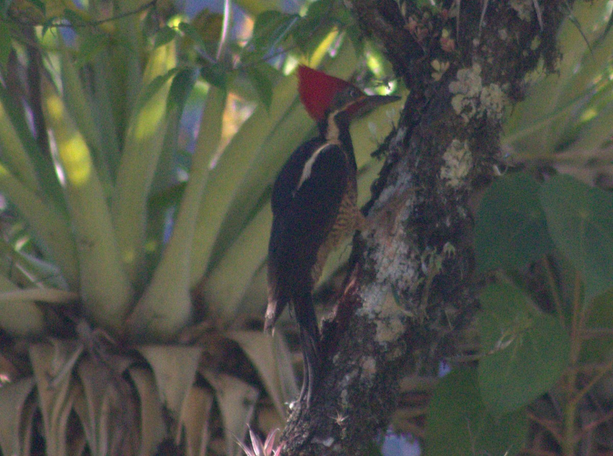 Lineated Woodpecker - ML617182960