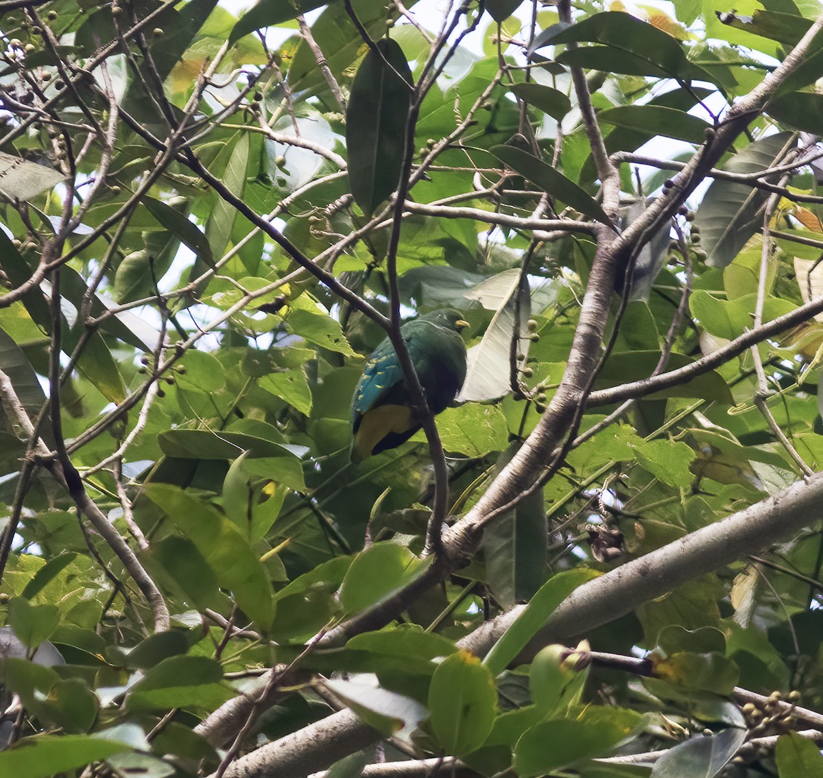 Dwarf Fruit-Dove - ML617183023