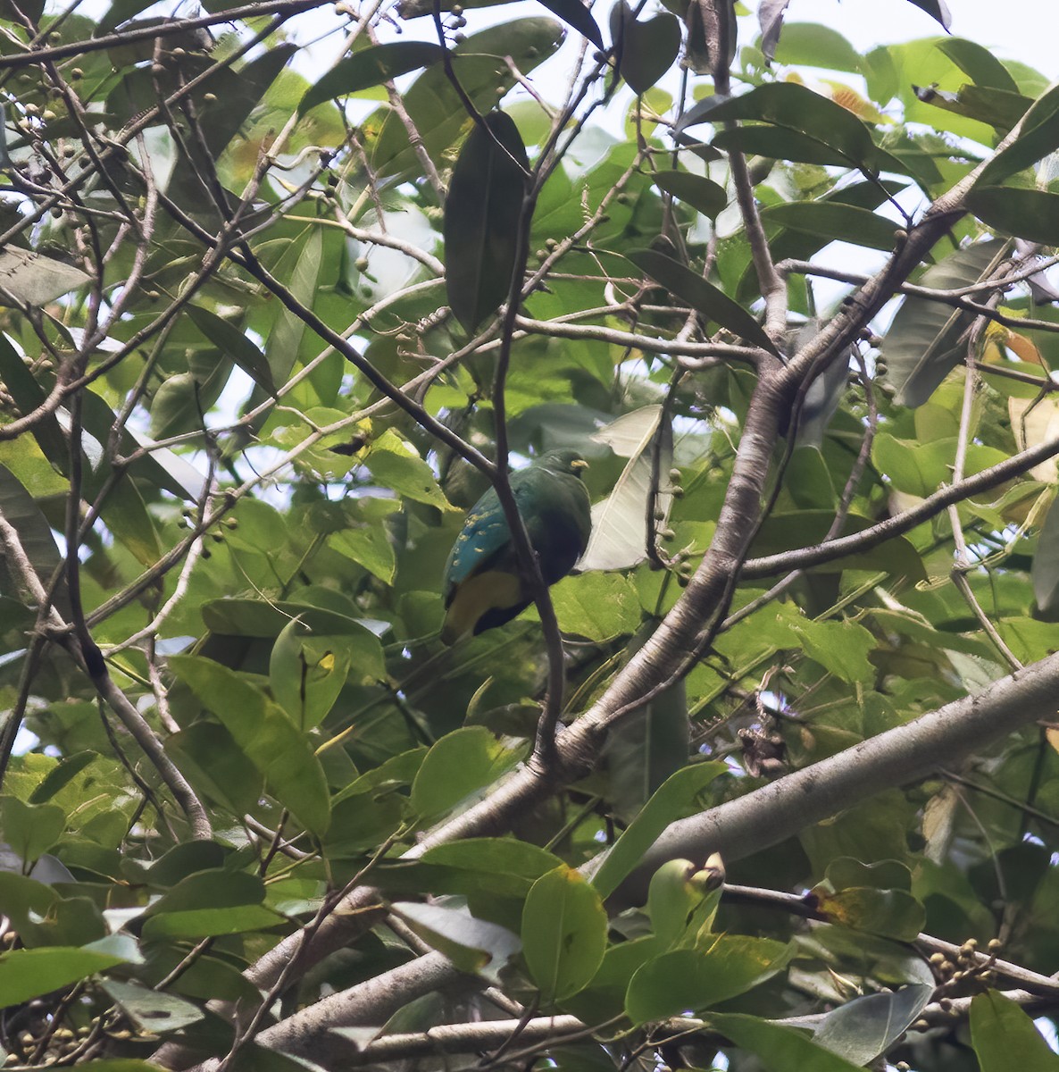 Dwarf Fruit-Dove - ML617183024