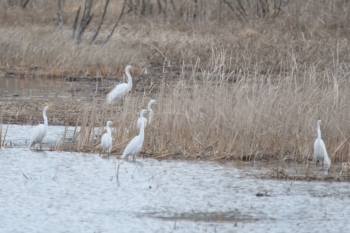 Great Egret - Ivan Wiljanen