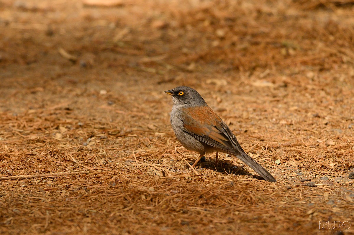 Yellow-eyed Junco - Jonathan Muró