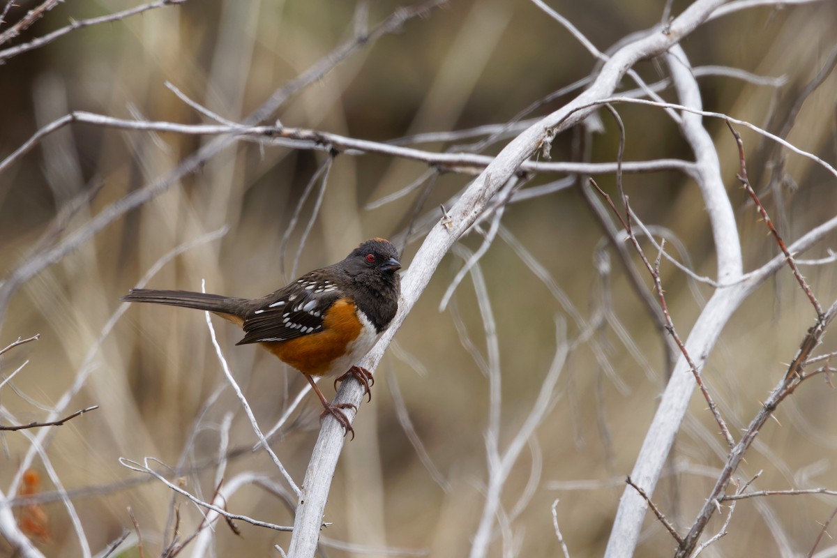 Spotted Towhee (maculatus Group) - ML617183064