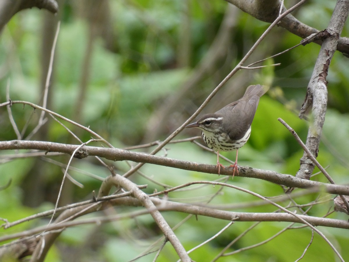 Louisiana Waterthrush - ML617183071