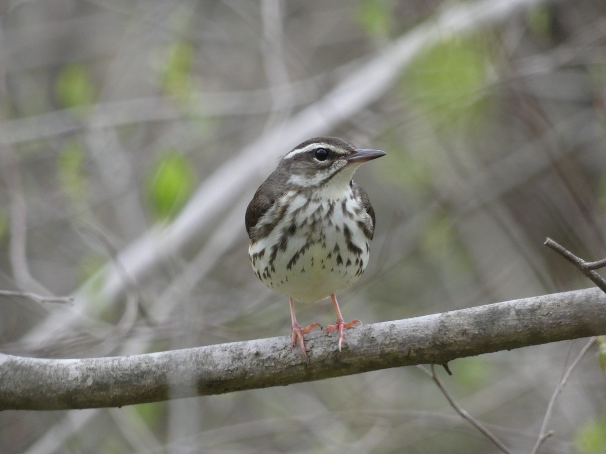 Louisiana Waterthrush - Joseph Woodmansee