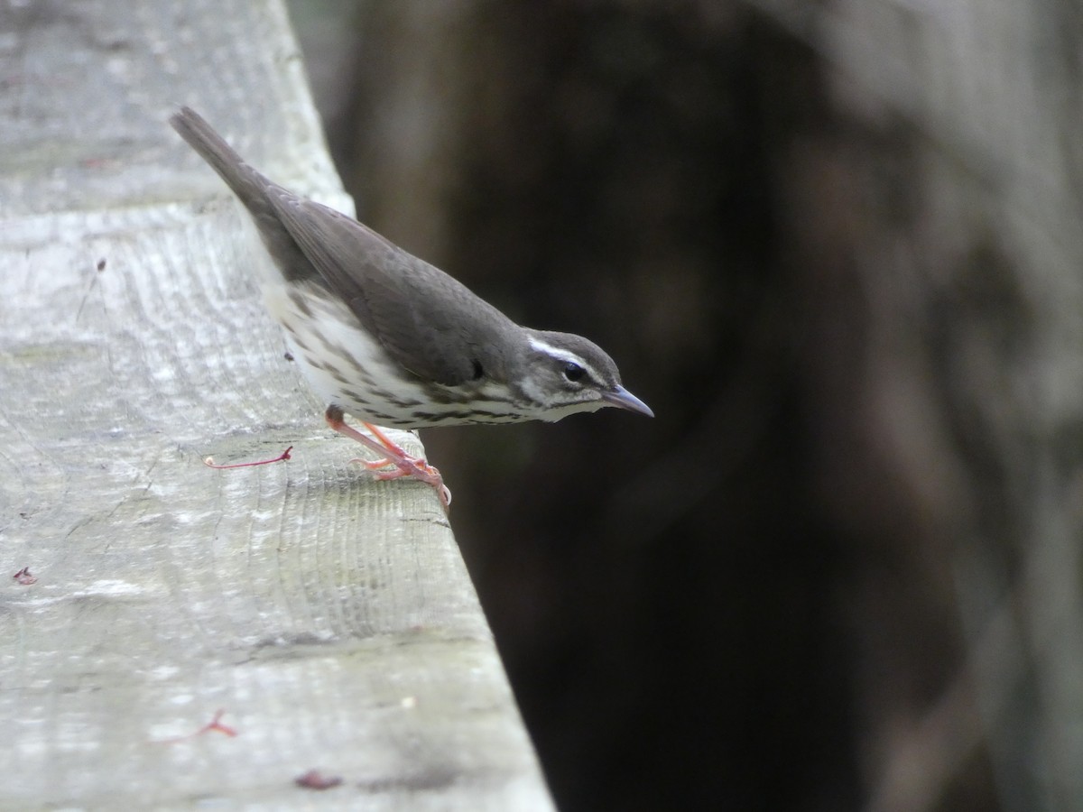 Louisiana Waterthrush - ML617183073