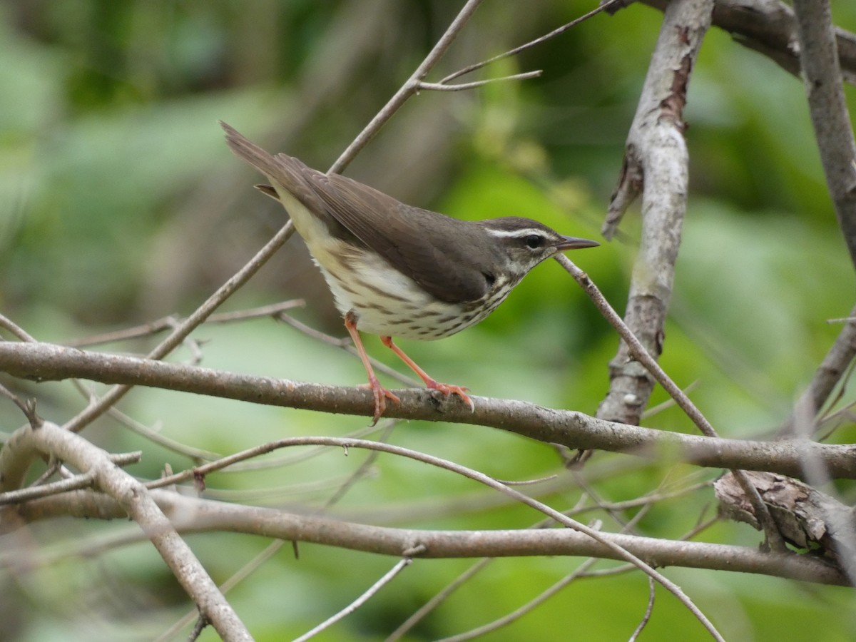 Louisiana Waterthrush - ML617183074