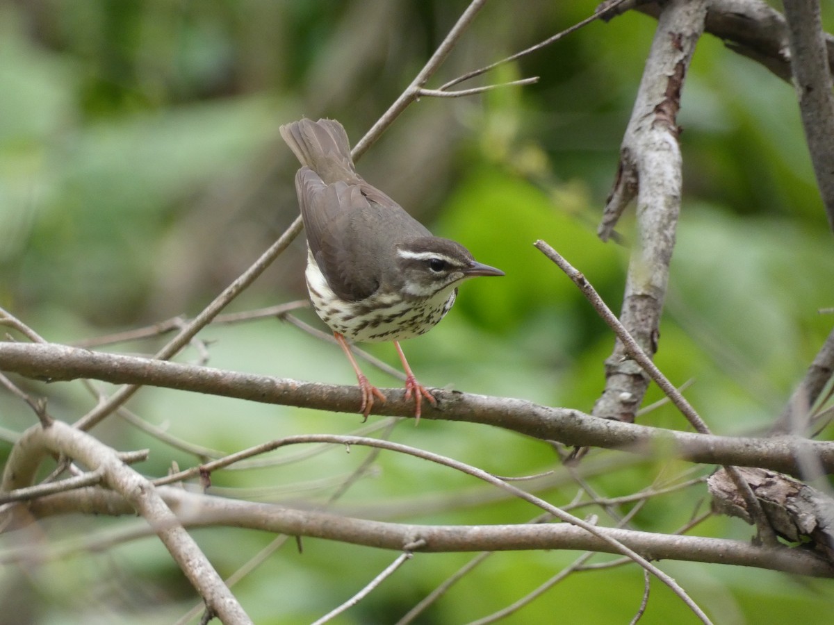 Louisiana Waterthrush - Joseph Woodmansee