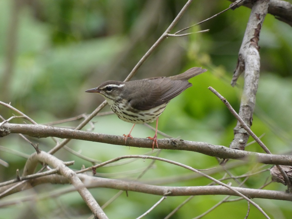 Louisiana Waterthrush - Joseph Woodmansee