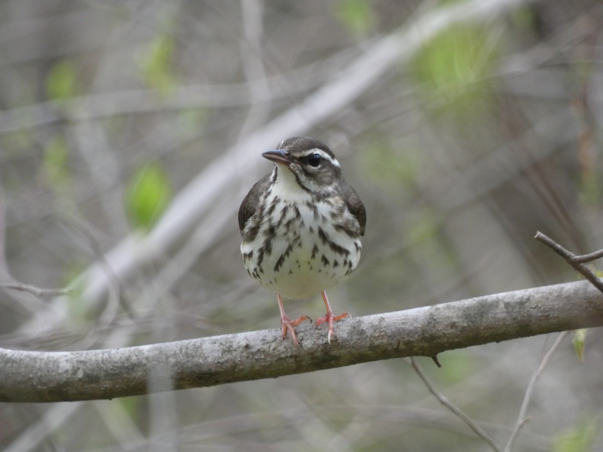 Louisiana Waterthrush - ML617183077