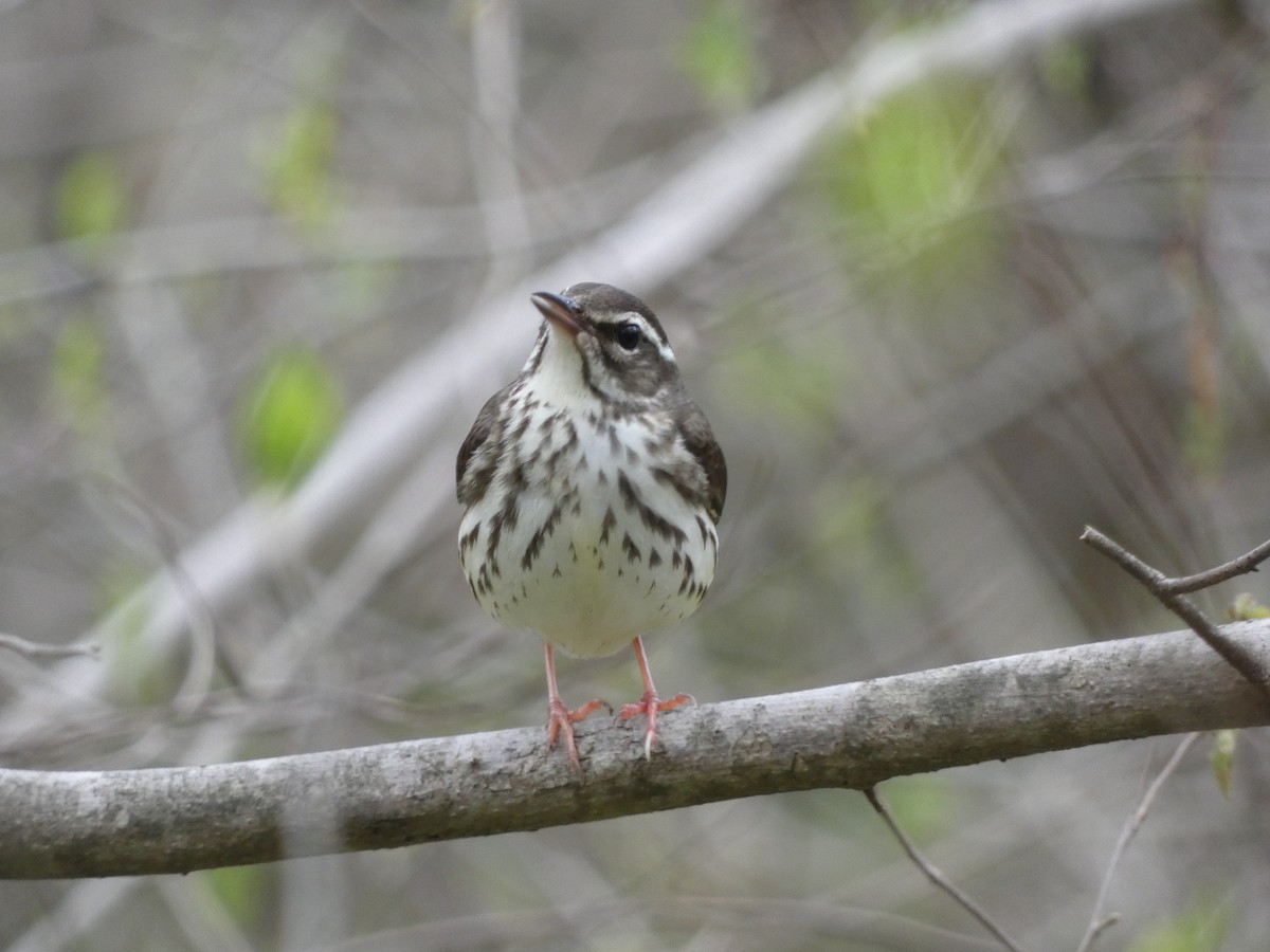 Louisiana Waterthrush - Joseph Woodmansee