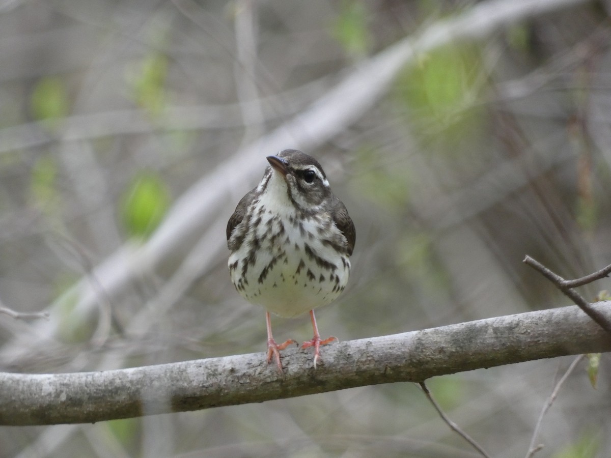 Louisiana Waterthrush - ML617183079