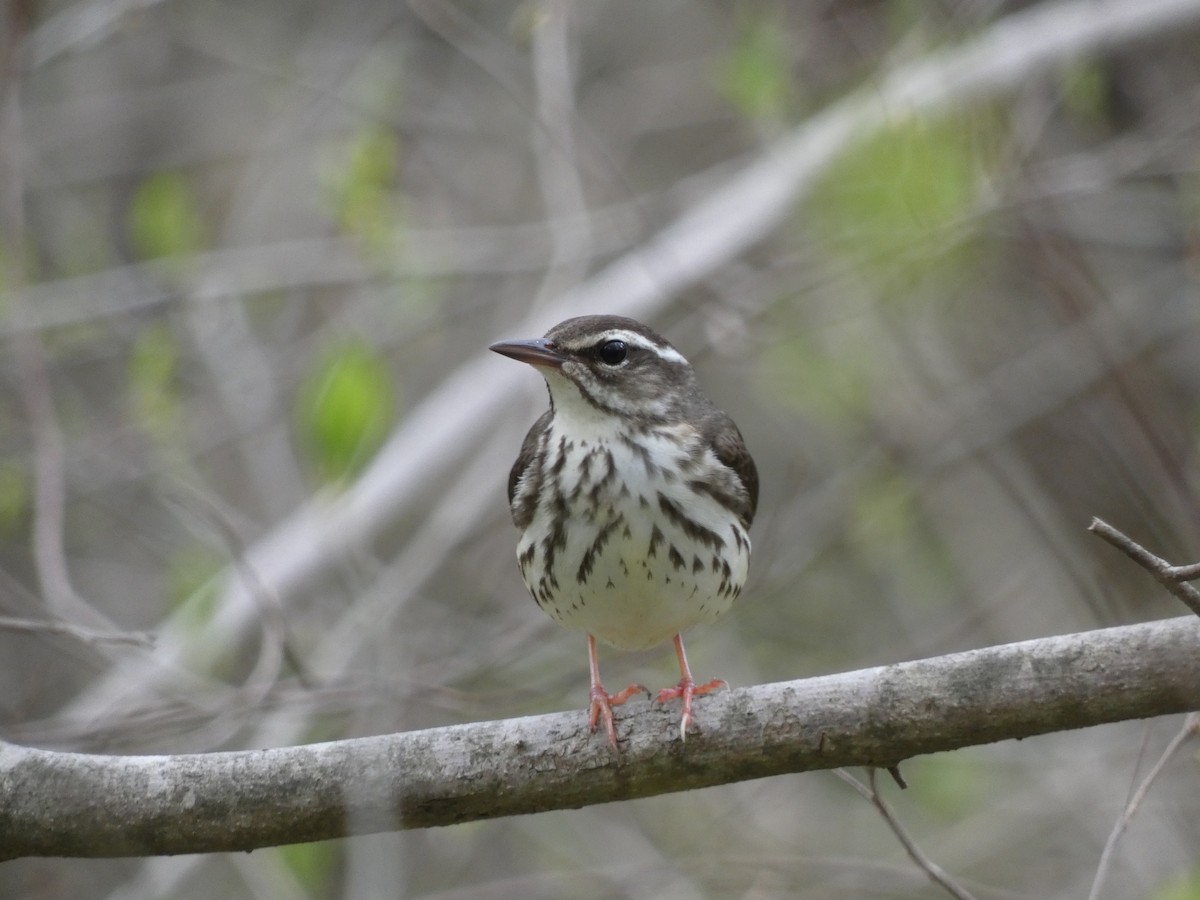 Louisiana Waterthrush - ML617183080