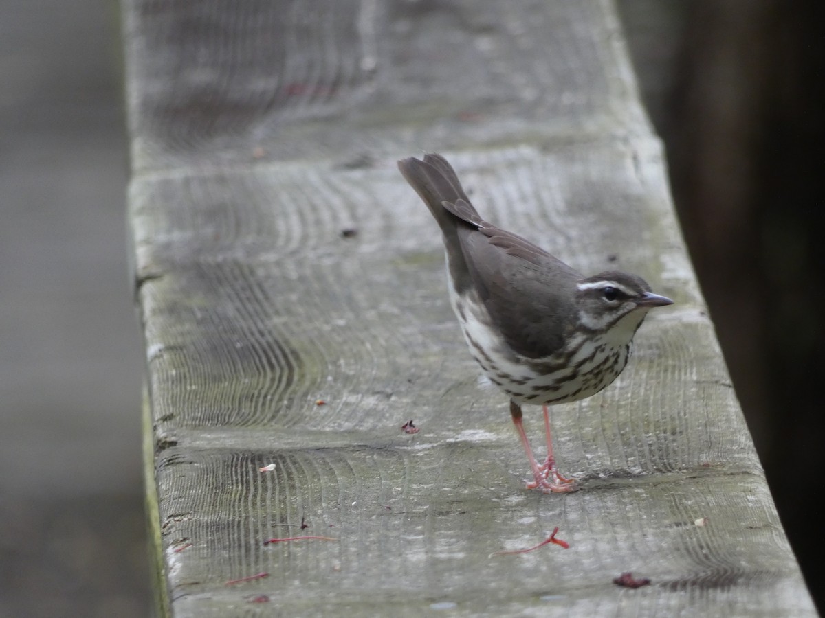 Louisiana Waterthrush - Joseph Woodmansee