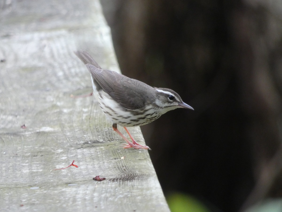 Paruline hochequeue - ML617183082