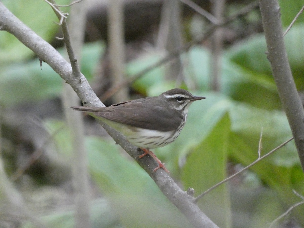 Louisiana Waterthrush - ML617183083