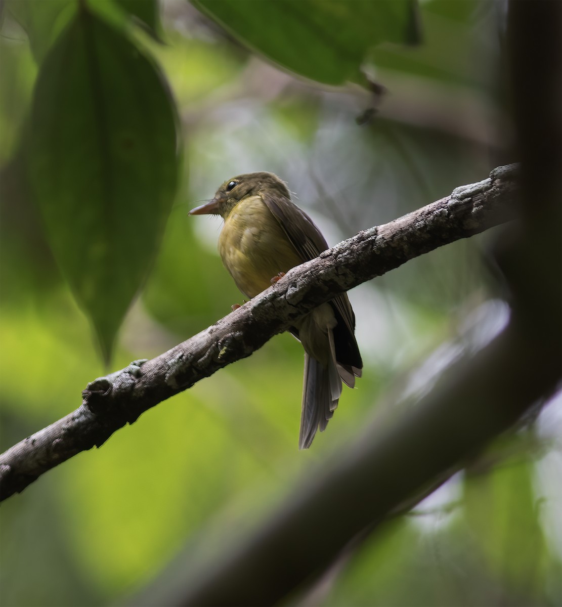 Olive Flyrobin - ML617183088