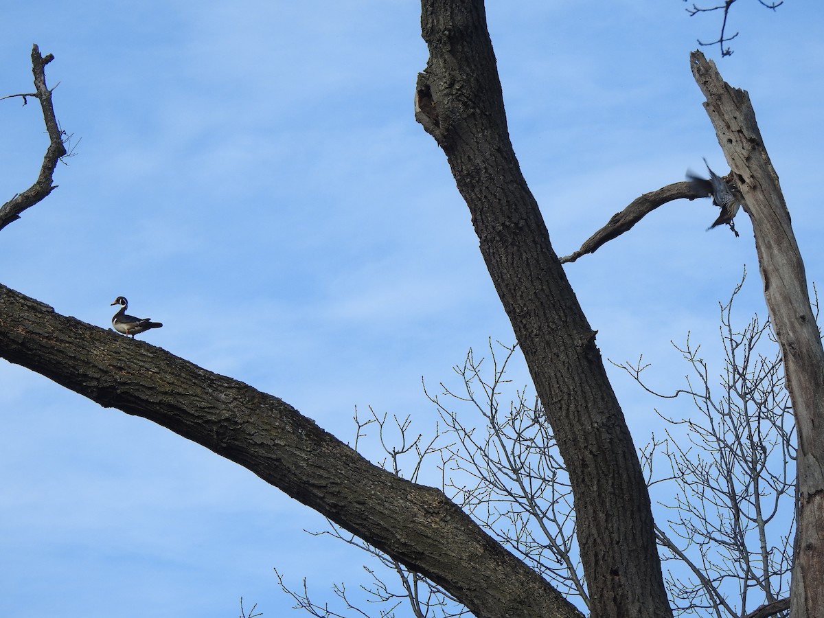 Wood Duck - Tim Martin