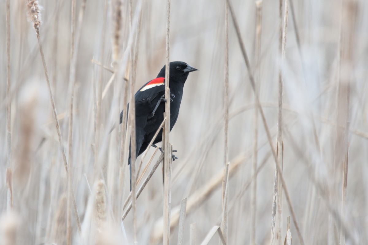 Red-winged Blackbird - ML617183097