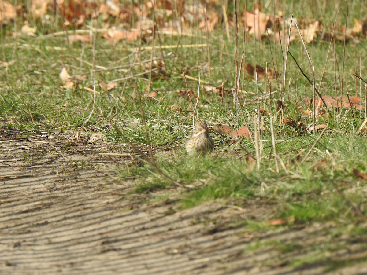 Vesper Sparrow - Tim Martin